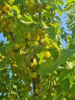 Satılık Bahçe Talipyörükoğlu Emlsk Isparta Tem.ince-mavi Emlak' Tan