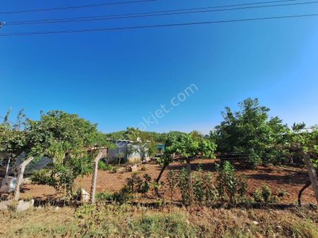 Acil Menderes Bahçecik Mevkii 3 Dönüm Bahçe Zeytinlik Resmi Tapulu