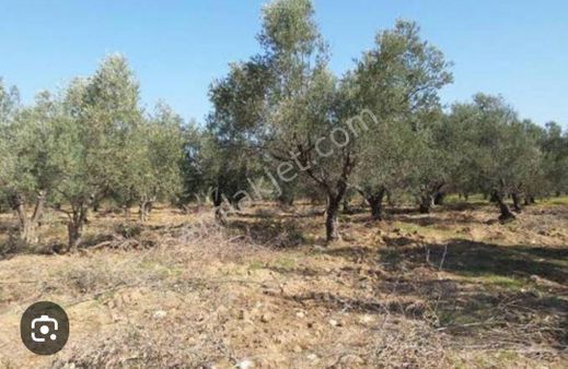 Yukarıkırıklar Köyünde 101 Ağaçlık (edremit) Zeytinlik