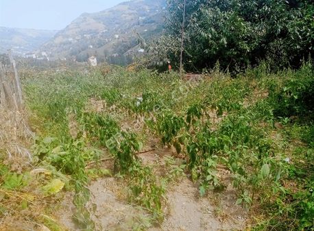 Şahinoğlu Emlaktan, Trabzon Derecik Merkezde, Müstakil 435 M2 Fırsat Arsa. Çok Acil.