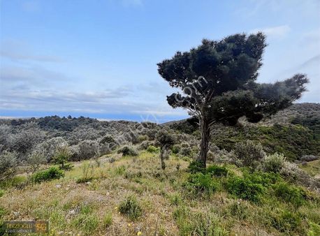 Terzioglu Gayrimenkulden Satılık Full Deniz Manzaralı Zeytinlik