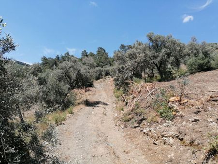 İzmir Torbalı Gold Emlaktan Satılık Zeytinlik..