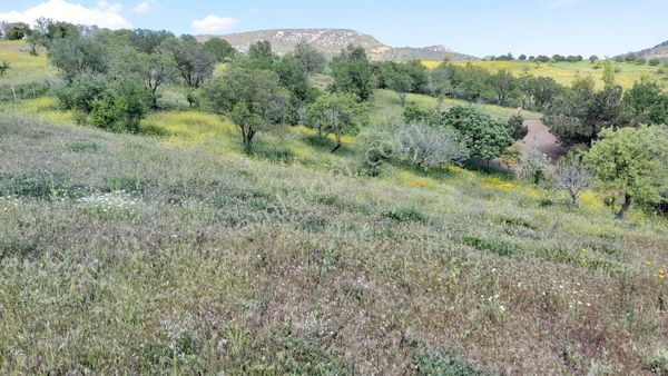 Eryılmaz Gayrimenkul'den Balıkesir Havran Kocasait Köyünde 5000 M2 Satılık Tarla