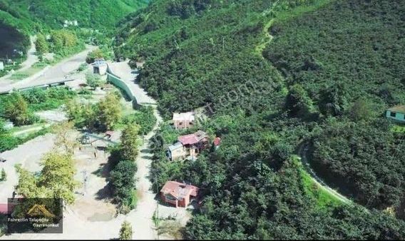 Satılık 152 Dönüm Fındık Bahçesi