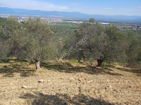 Balıkesir Burhaniye Şarköy'de 8146 M2 Lik Satılık Zeytinlik