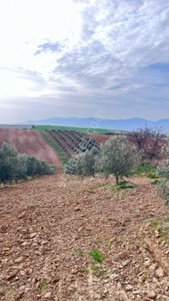 Manisa Salihli İgdecik Yol Uzerinde Satilik Zeytinlik