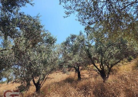 Burhaniye Bahadınlıda Kadastro Yollu Zeytinlik