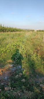 Kıklareli Pınarhisar Kaynarca Mh Satılık Yola Cephe Tarla