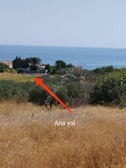 Şarköy A. Kalamış Mah. De İmara Ve Yola Yakın Satılık Zeytinlik