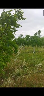 Havsa Kuzucuk Dan Cevizlik Satılık 6250000