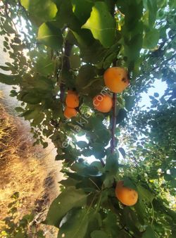 Konya Seydişehir Çavuş M. Satılık Sulu Tarla-bahçe-bağ 12 200 M2 Merk 21 Km