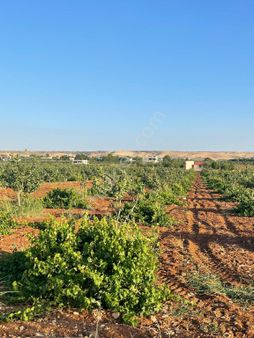 Kılıç Group Gayrimenkul Mehmet Kılıç’dan Satılık Tarla