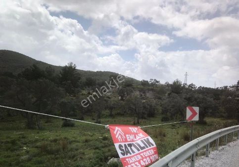 Muğla Milas Bozbük Mahallesinde Ana Yola Sıfır Doğa Manzaralı Satılık 30 Dönüm Zeytinlik