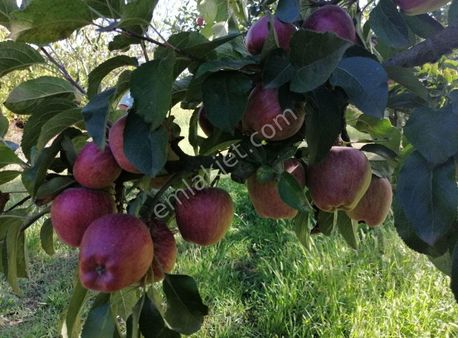 İznik Güven Emlaktan Satılık Yatırımlık Meyve Bahçesi.