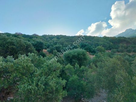 Söke Güllübahçede 9297 M2 Kelepir Zeytinlik