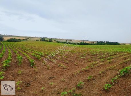 Çorlu-seymen'de E-5'e Çok Yakın Satılık 28 Dönüm Tarla