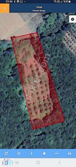 Sakarya Kaynarca Taşoluk Satılık 4020 Metrekare Fındık Bahçesi