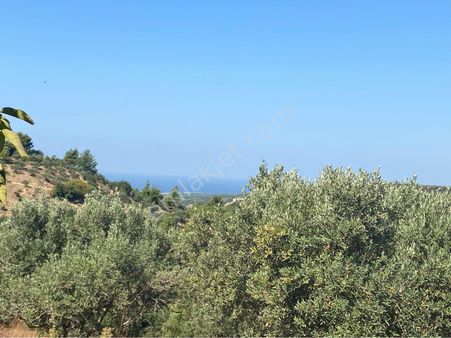 Kuşadası Ağaçlı Köyü Panoromik Deniz Manzaralı Zeytinlik Çok Uygun Fiyattan Satılık Fırsat