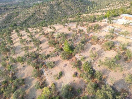 Sabri Pınarbaşı'dan Edremit Körfez Full Deniz Manzaralı Köy Dibi Satılık Yatırımlık Zeytinlik