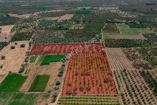 Kemalpaşa Ören 75. Yıl Cumhuriyet Mah. 18 Dönüm Satılık Bağ