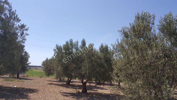 Rose Emlak'tan Satılık Gerenköyde Zeytinli Arazi