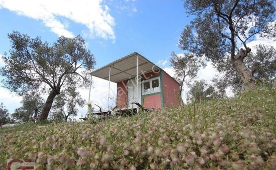 Burhaniye Subeylidere De Anayol Sıfır Kadastro Yollu Zeytinlik
