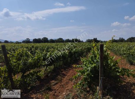 Kocabıyık Gayrimenkul'den Bekilli Yenimahalle 165.000m2 Üzüm Bağ