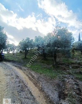 Saygın İnşaat & Gayrimenkul'den Yenidoğanda Satılık Zeytinlik