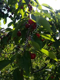 İzmir Torbalı Gold Emlaktan Satılık Bahçe...