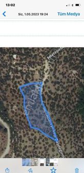 Adatepe Köyü Ana Y0la Cepheli Satılık Zeytinlik