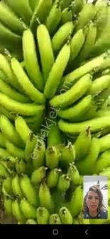 Manavgatta Tam Tesekküllü Full Hazir Muz Serası