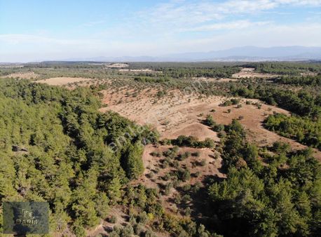 Çanakkale Bayramiç Zeytinli Köyünde Satılık Zeytin Bahçesi