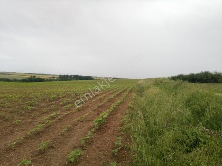 Tekirdağ-m.ereğlisi-çeşmeli'de Asfalt Yola Cepheli Satılık 5300 M² Tarla