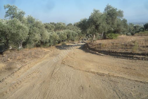 İzmir Torbalı Gold Emlaktan Satılık Zeytin Bahçesi...