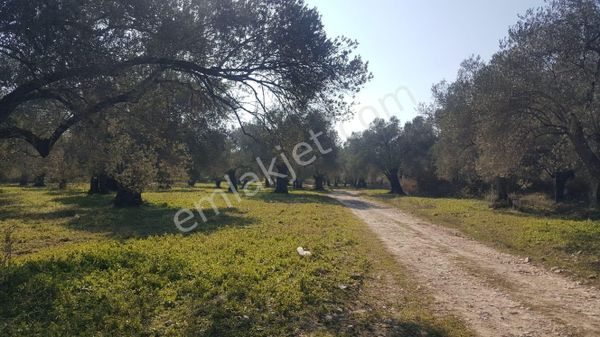 Ayvada'dan Ayvalık Fethiye'de 13 Dönüm Bakımlı Zeytinlik