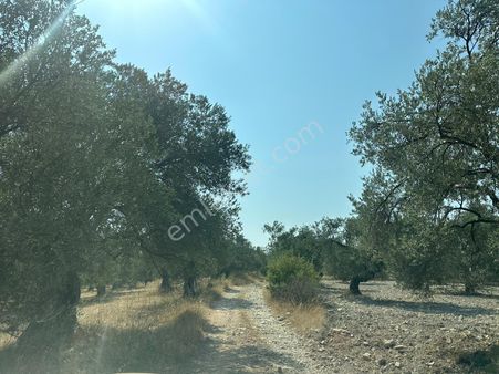 Ayvada'dan Ayvalık Fethiye'de 8.5 Dönüm Bakımlı Zeytinlik