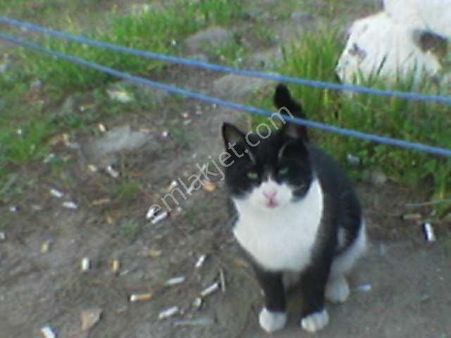 Yamanlar Karakoluna Yakın Satılık 380m2 Arsa 3 Kat İmarlı İlan No. 55 57 ) Fiyat. 7.500 Tl.