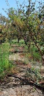 Çanakkale/ Çardak Satilk İmara Yakin Tarla