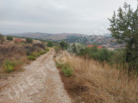 Tire Tuğra Emlak Güvencesiyle Satılık Işıklar Köyünde Zeytinlik