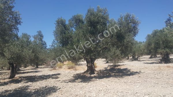 Ayvada'dan Ayvalık Gazikemalpaşada 2 Dönüm Bakımlı Zeytinlik