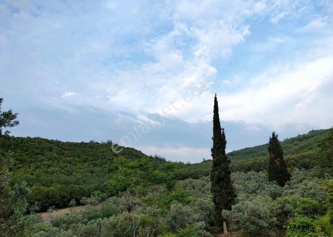 Bursa Gemlik Gençali Köyünde Satılık Bakımlı 500 Ağaç Zeytinlik 13.5 Dönüm Deniz Manzaralı