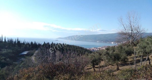 Gemlik Kumla'da Yatırımlık Yolu Olan, Deniz Manzaralı 14.500m2. Satılık Tarla-zeytinlik