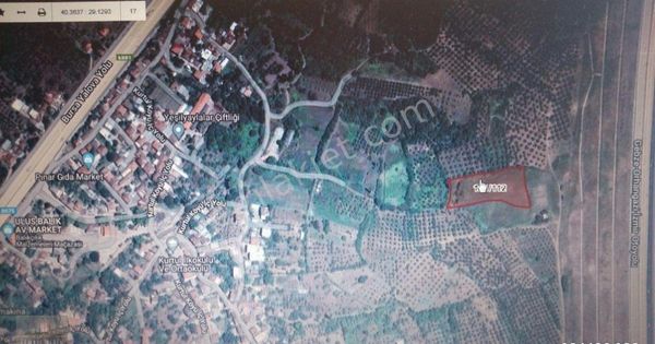 Gemlik Kurtul Mah.de Satılık Tarla-zeytinlik 5195m2. Çiftlik İçin Uygun Düz Tarla