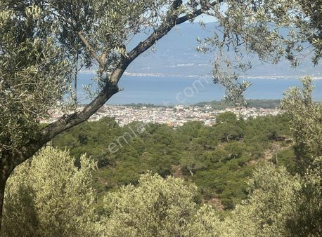 Sarıbaş Gayrimenkul Den Şarköy De Satılık Deniz Gören Zeytinlik