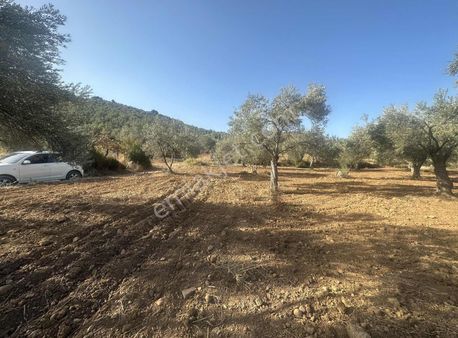 Sarıbaş Gayrimenkul Den Hisar Köyünde Satılık Mükemmel Zeytinlik