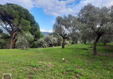 İzmir Torbalı Satılık Zeytinlik