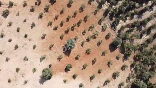 Akay Gayrimenkulden Aydın Bozdoğan Da Satılık Zeytinlik