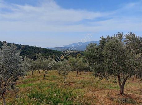 Haydariye Köyünde Deniz Manzaralı