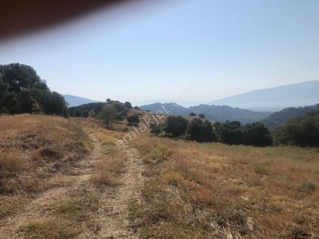 Grand Egelim Emlaktan Nazilli Eycelli Mh. Müthiş Fırsat 15.200 M2 Satılık İncir Ve Zeytinlik