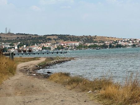 Ayvada'dan Ayvalık Cunda'da 29 Dönüm Bakımlı Zeytinlik